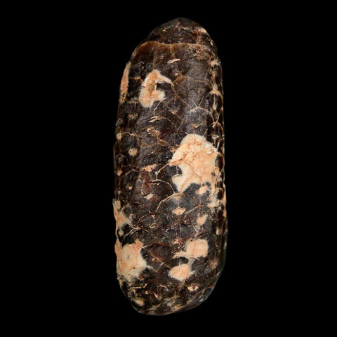 XL 2.2" Fossil Pine Cone Equicalastrobus Replaced By Agate Eocene Age Seeds Fruit
