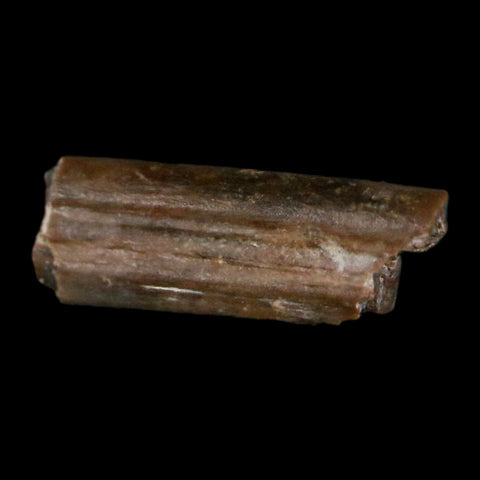 0.5" Dimetrodon Sail Spine Bone Fossil Permian Age Waurika Oklahoma COA, Display - Fossil Age Minerals