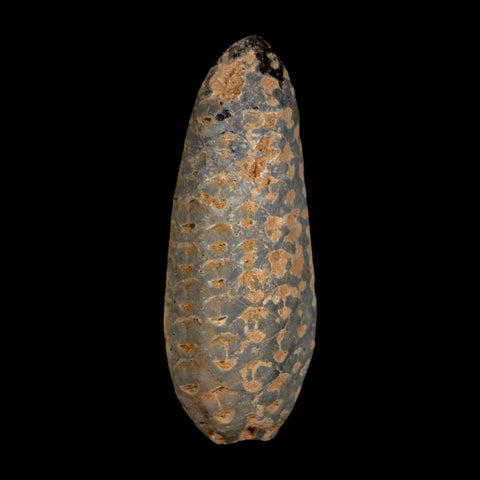 XL 2.1" Fossil Pine Cone Equicalastrobus Replaced By Agate Eocene Age Seeds Fruit - Fossil Age Minerals