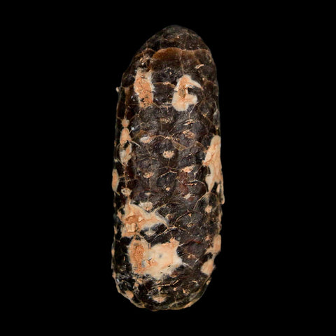 XL 2.2" Fossil Pine Cone Equicalastrobus Replaced By Agate Eocene Age Seeds Fruit