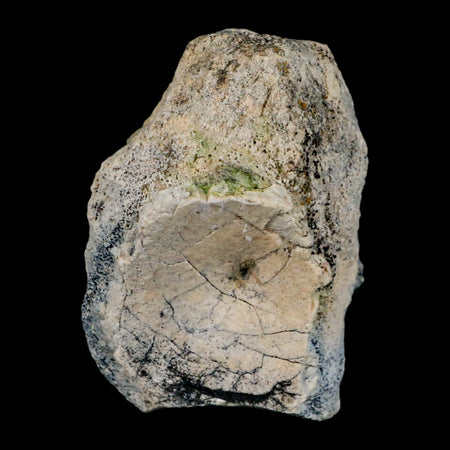 3.1" Brontothere Fossil Vertebrae Bone Eocene Age Badlands S Dakota Titanothere COA