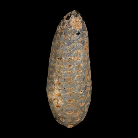 XL 2.1" Fossil Pine Cone Equicalastrobus Replaced By Agate Eocene Age Seeds Fruit - Fossil Age Minerals