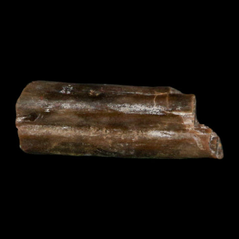 0.5" Dimetrodon Sail Spine Bone Fossil Permian Age Waurika Oklahoma COA, Display - Fossil Age Minerals