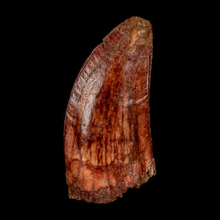 2" Carcharodontosaurus Fossil Tooth Cretaceous Dinosaur Morocco COA Stand