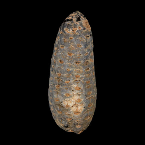 XL 2.1" Fossil Pine Cone Equicalastrobus Replaced By Agate Eocene Age Seeds Fruit - Fossil Age Minerals
