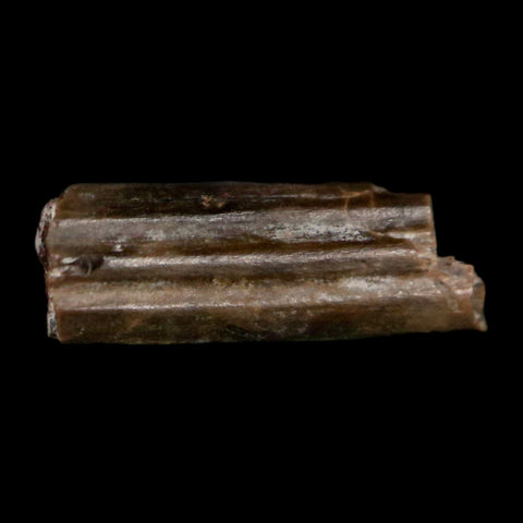 0.5" Dimetrodon Sail Spine Bone Fossil Permian Age Waurika Oklahoma COA, Display - Fossil Age Minerals