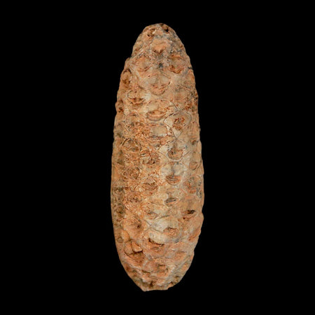 XL 2.1" Fossil Pine Cone Equicalastrobus Replaced By Agate Eocene Age Seeds Fruit