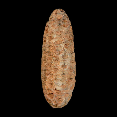XL 2.1" Fossil Pine Cone Equicalastrobus Replaced By Agate Eocene Age Seeds Fruit