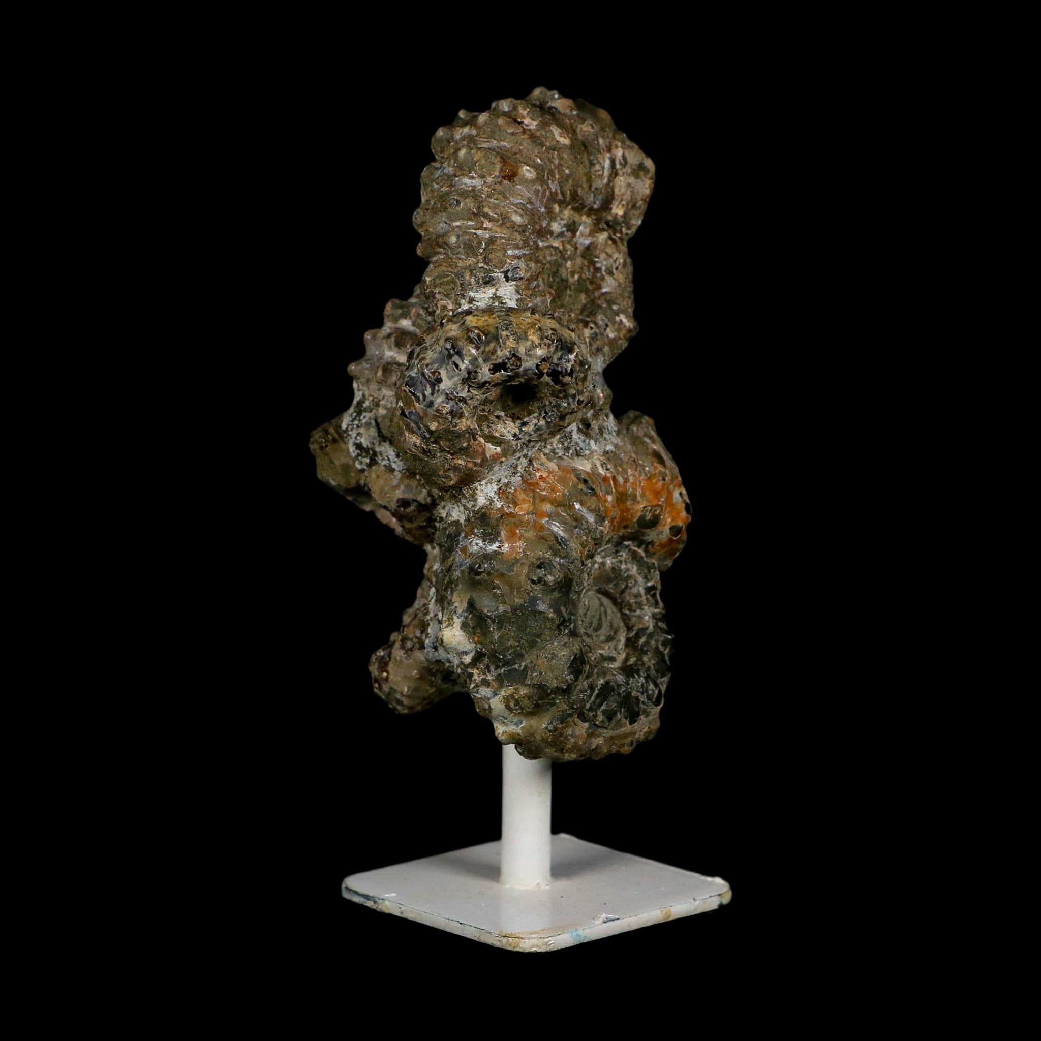 4.1" Douvilleiceras Tractor Ammonite Fossil Cluster on Stand Madagascar Jurassic Age