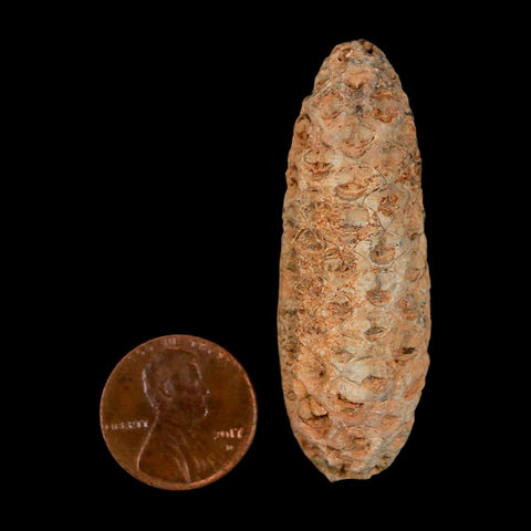 XL 2.1" Fossil Pine Cone Equicalastrobus Replaced By Agate Eocene Age Seeds Fruit