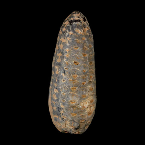 XL 2.1" Fossil Pine Cone Equicalastrobus Replaced By Agate Eocene Age Seeds Fruit - Fossil Age Minerals