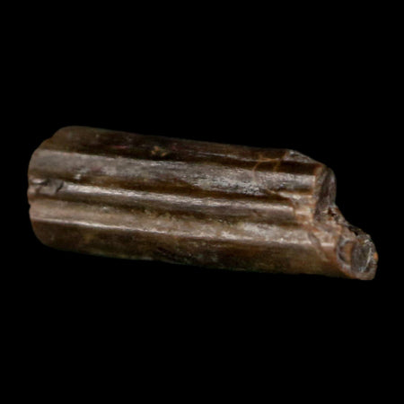 0.5" Dimetrodon Sail Spine Bone Fossil Permian Age Waurika Oklahoma COA, Display