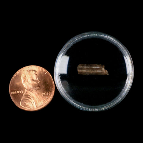 0.5" Dimetrodon Sail Spine Bone Fossil Permian Age Waurika Oklahoma COA, Display - Fossil Age Minerals