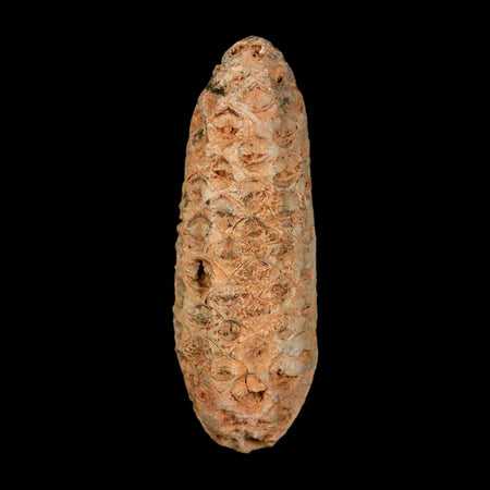 XL 2.1" Fossil Pine Cone Equicalastrobus Replaced By Agate Eocene Age Seeds Fruit
