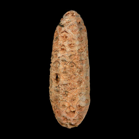 XL 2.1" Fossil Pine Cone Equicalastrobus Replaced By Agate Eocene Age Seeds Fruit