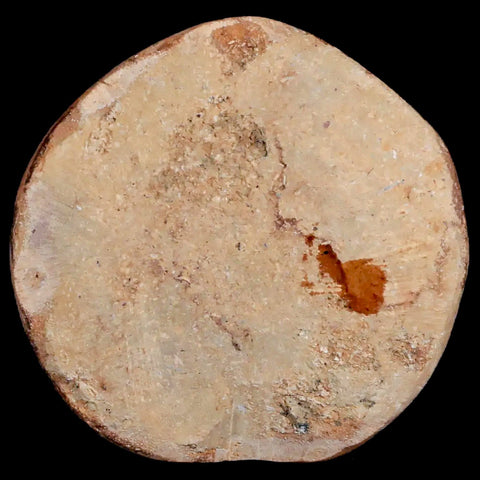 69MM Pygurus Marmonti Sea Urchin Fossil Sand Dollar Jurassic Age Madagascar - Fossil Age Minerals