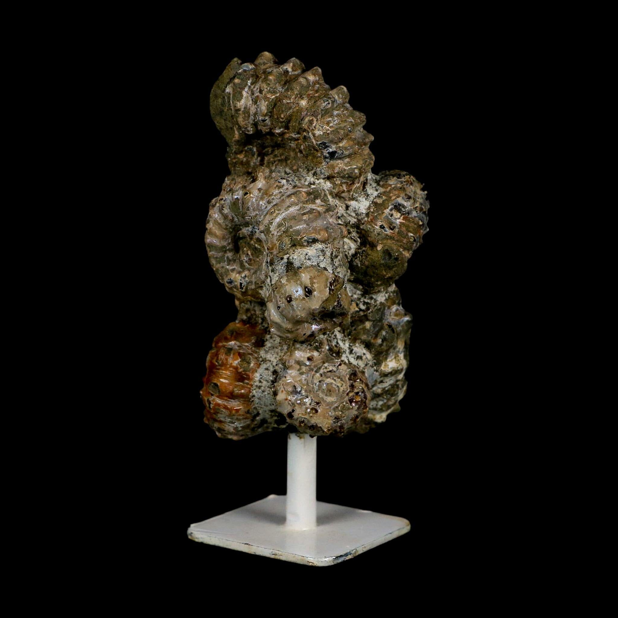 4.1" Douvilleiceras Tractor Ammonite Fossil Cluster on Stand Madagascar Jurassic Age