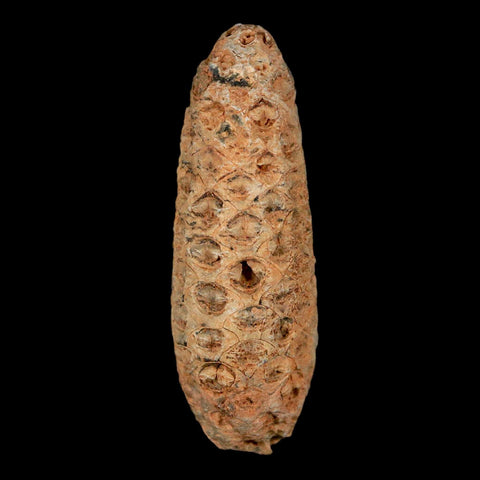 XL 2.1" Fossil Pine Cone Equicalastrobus Replaced By Agate Eocene Age Seeds Fruit