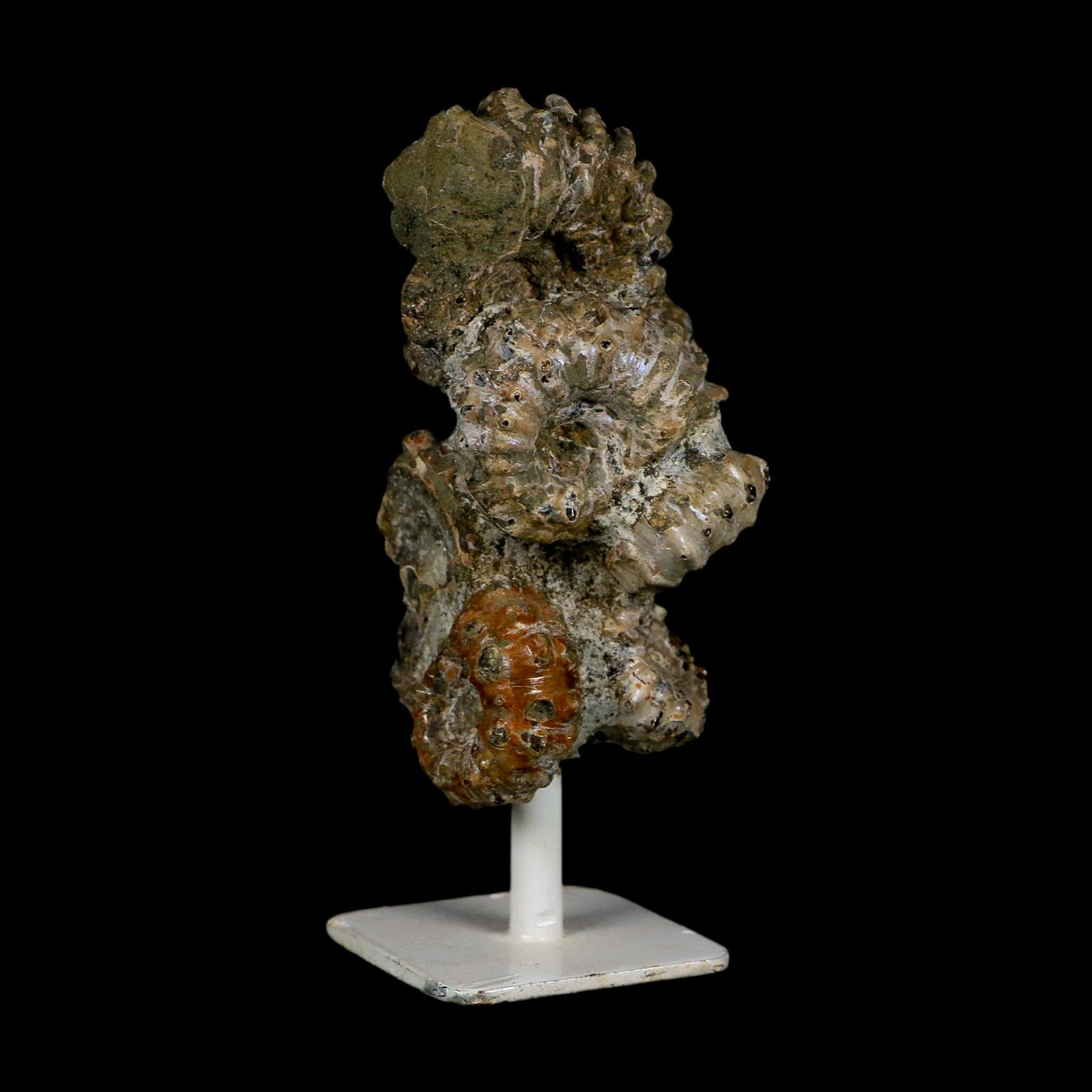 4.1" Douvilleiceras Tractor Ammonite Fossil Cluster on Stand Madagascar Jurassic Age