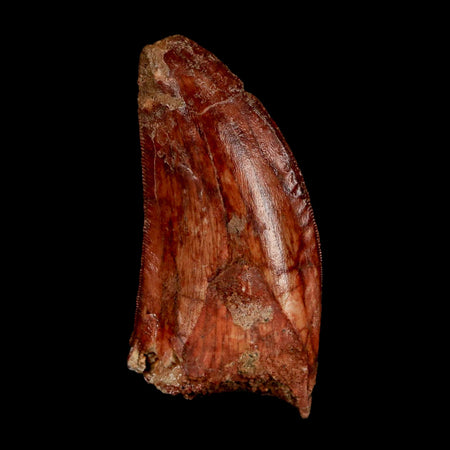 2" Carcharodontosaurus Fossil Tooth Cretaceous Dinosaur Morocco COA Stand