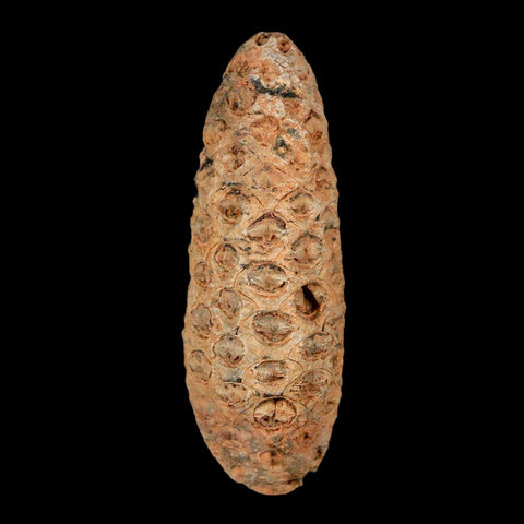 XL 2.1" Fossil Pine Cone Equicalastrobus Replaced By Agate Eocene Age Seeds Fruit