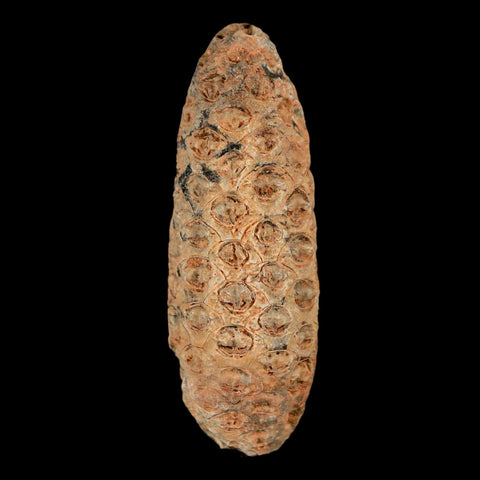 XL 2.1" Fossil Pine Cone Equicalastrobus Replaced By Agate Eocene Age Seeds Fruit