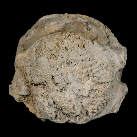 5" Brontothere Fossil Vertebrae Bone Eocene Age Badlands S Dakota Titanothere COA - Fossil Age Minerals