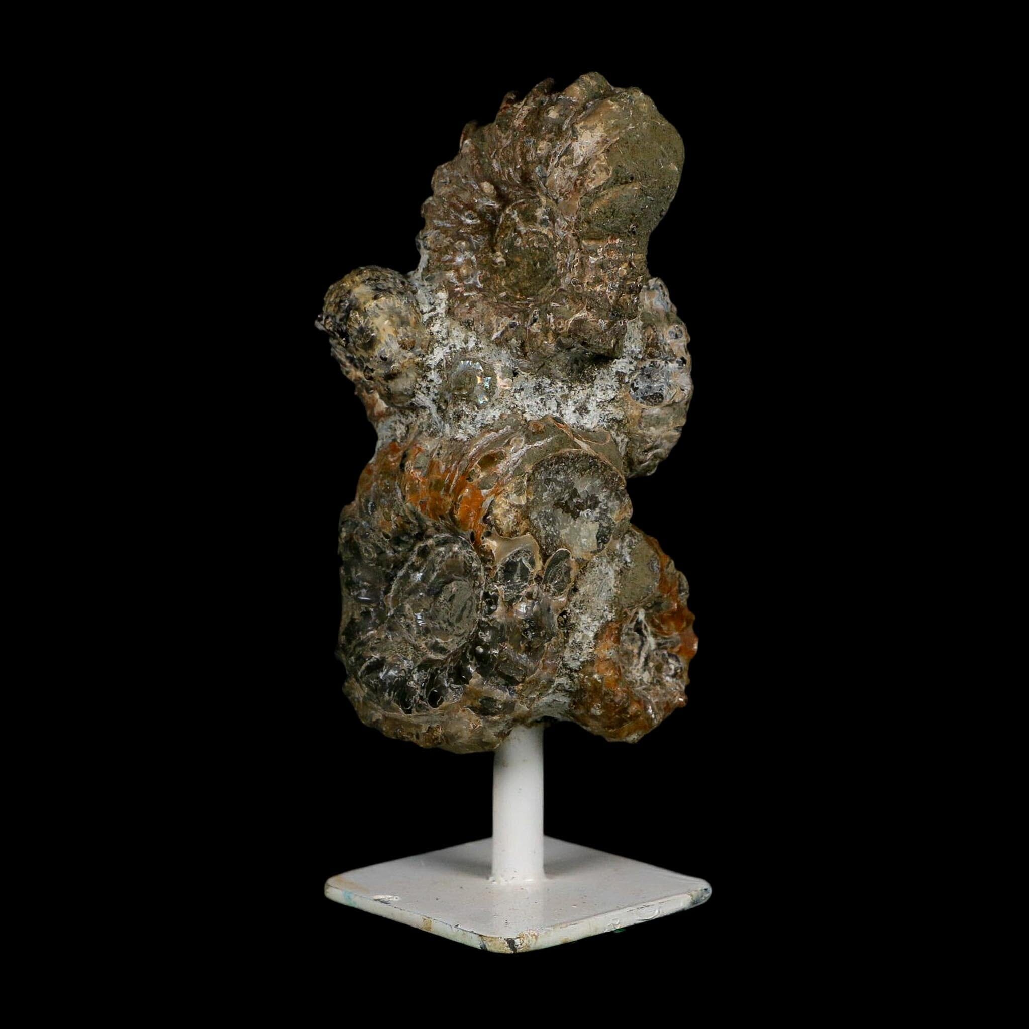 4.1" Douvilleiceras Tractor Ammonite Fossil Cluster on Stand Madagascar Jurassic Age
