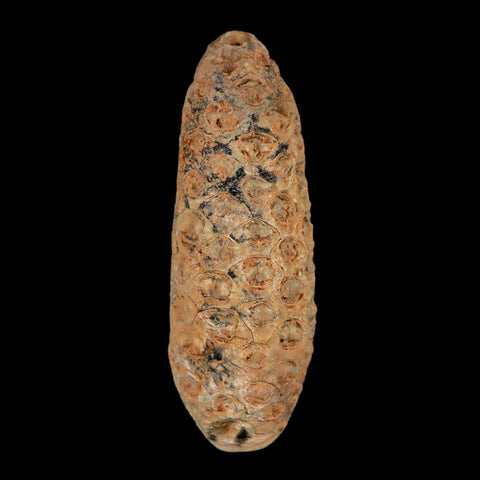 XL 2.1" Fossil Pine Cone Equicalastrobus Replaced By Agate Eocene Age Seeds Fruit