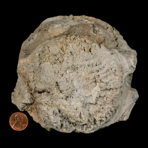 5" Brontothere Fossil Vertebrae Bone Eocene Age Badlands S Dakota Titanothere COA - Fossil Age Minerals