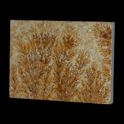 3.1" Pyrolusite Dendritic Sandstone Solnhofen Upper Jurassic Age West Germany - Fossil Age Minerals