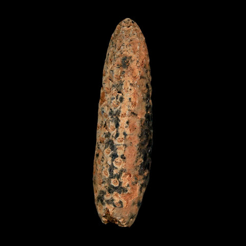 XL 2.2" Fossil Pine Cone Equicalastrobus Replaced By Agate Eocene Age Seeds Fruit - Fossil Age Minerals