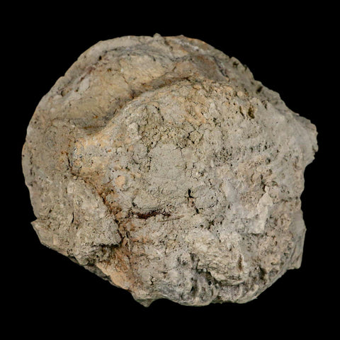 5" Brontothere Fossil Vertebrae Bone Eocene Age Badlands S Dakota Titanothere COA - Fossil Age Minerals