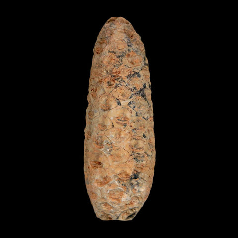 XL 2.1" Fossil Pine Cone Equicalastrobus Replaced By Agate Eocene Age Seeds Fruit