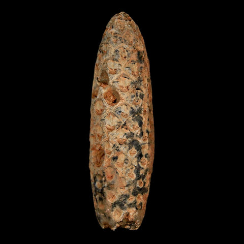 XL 2.2" Fossil Pine Cone Equicalastrobus Replaced By Agate Eocene Age Seeds Fruit - Fossil Age Minerals