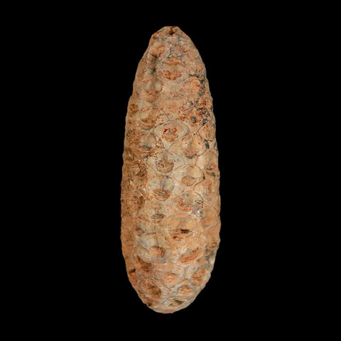 XL 2.1" Fossil Pine Cone Equicalastrobus Replaced By Agate Eocene Age Seeds Fruit