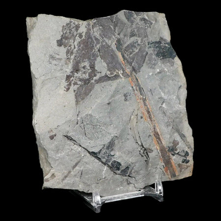 Calamites Stem Section Plant Leafs Fossil Carboniferous Age Breathitt FM, KY