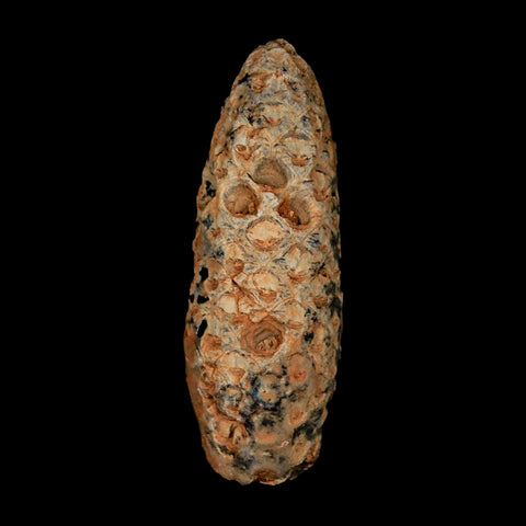 XL 2.2" Fossil Pine Cone Equicalastrobus Replaced By Agate Eocene Age Seeds Fruit - Fossil Age Minerals