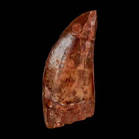 2" Carcharodontosaurus Fossil Tooth Cretaceous Dinosaur Morocco COA Stand