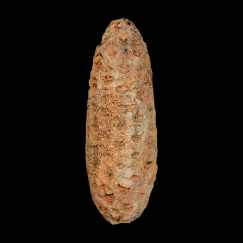 XL 2.1" Fossil Pine Cone Equicalastrobus Replaced By Agate Eocene Age Seeds Fruit
