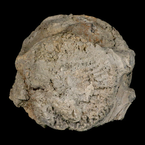 5" Brontothere Fossil Vertebrae Bone Eocene Age Badlands S Dakota Titanothere COA - Fossil Age Minerals