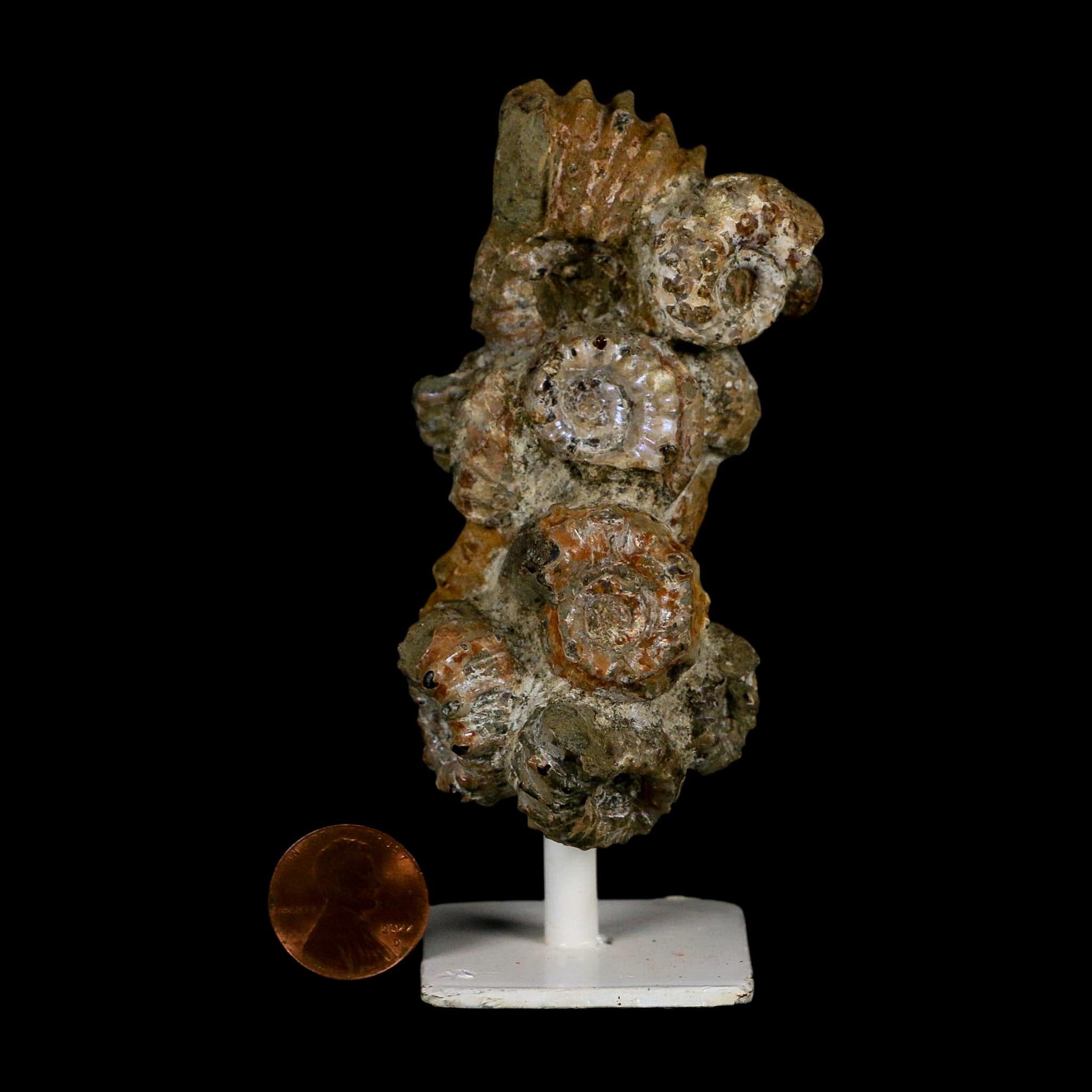 4.1" Douvilleiceras Tractor Ammonite Fossil Cluster on Stand Madagascar Jurassic Age