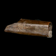 0.5" Dimetrodon Sail Spine Bone Fossil Permian Age Waurika Oklahoma COA, Display
