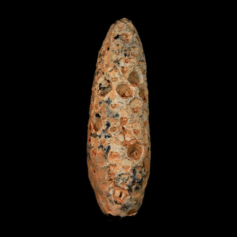 XL 2.2" Fossil Pine Cone Equicalastrobus Replaced By Agate Eocene Age Seeds Fruit - Fossil Age Minerals