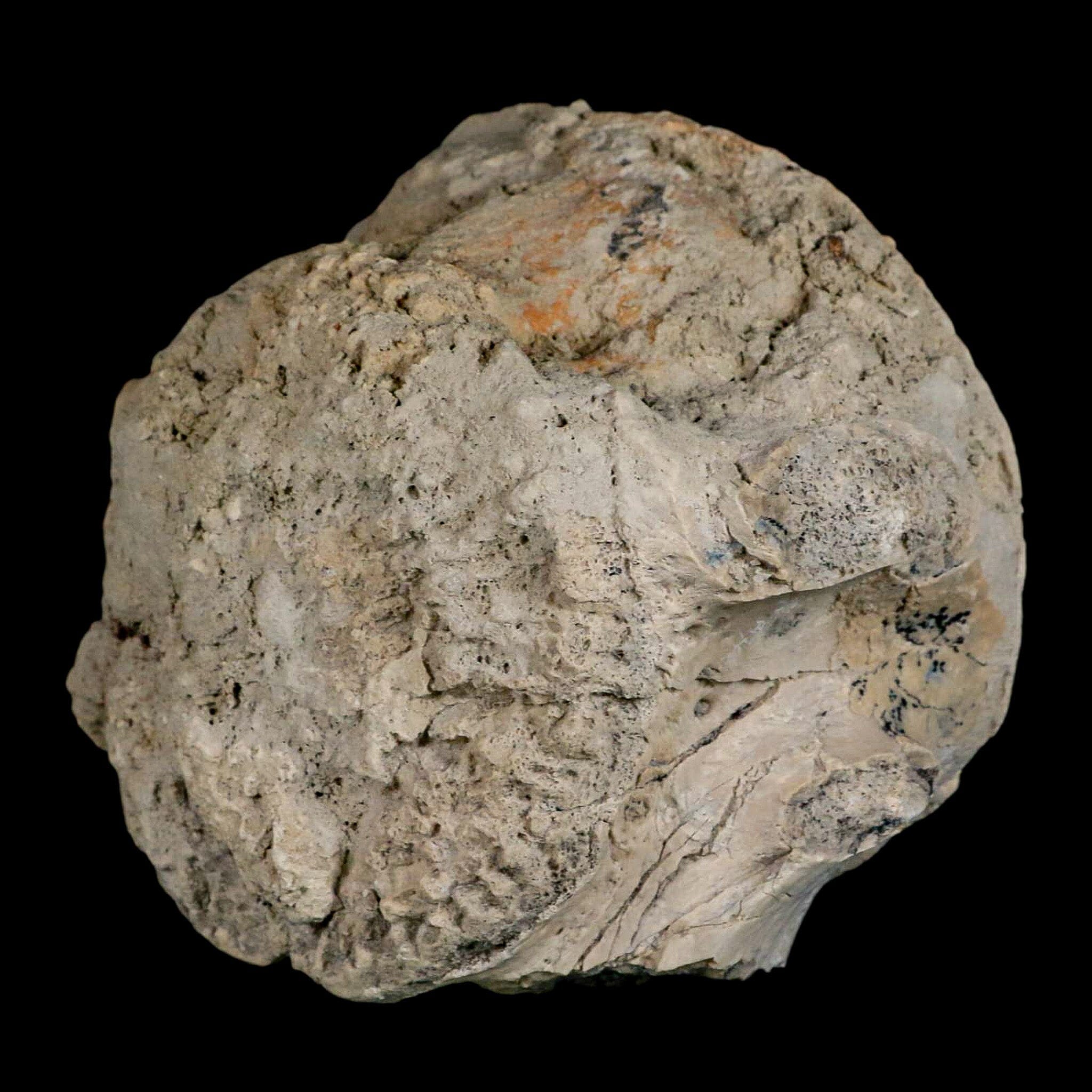 5" Brontothere Fossil Vertebrae Bone Eocene Age Badlands S Dakota Titanothere COA - Fossil Age Minerals