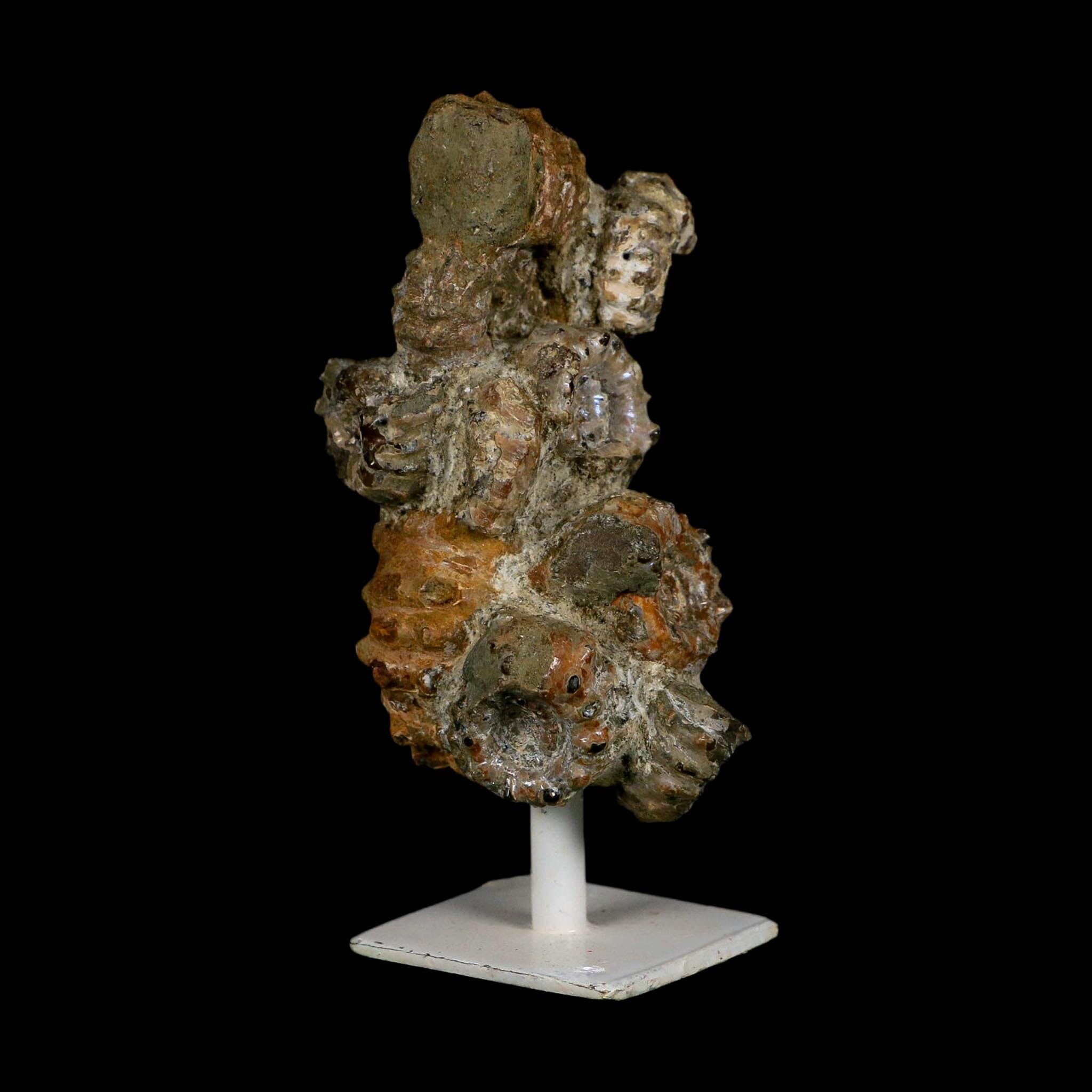 4.1" Douvilleiceras Tractor Ammonite Fossil Cluster on Stand Madagascar Jurassic Age
