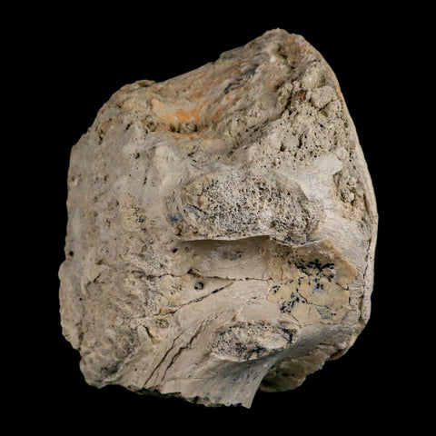 5" Brontothere Fossil Vertebrae Bone Eocene Age Badlands S Dakota Titanothere COA - Fossil Age Minerals
