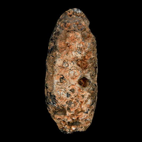 XL 2" Fossil Pine Cone Equicalastrobus Replaced By Agate Eocene Age Seeds Fruit