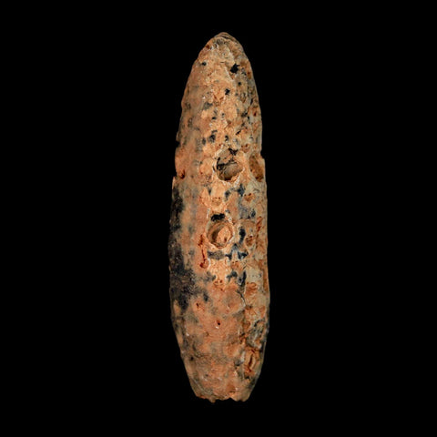 XL 2.2" Fossil Pine Cone Equicalastrobus Replaced By Agate Eocene Age Seeds Fruit - Fossil Age Minerals