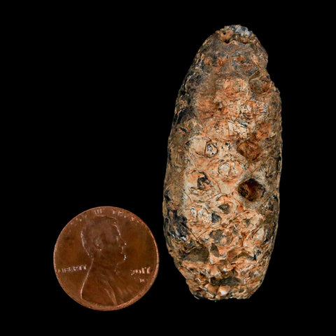 XL 2" Fossil Pine Cone Equicalastrobus Replaced By Agate Eocene Age Seeds Fruit